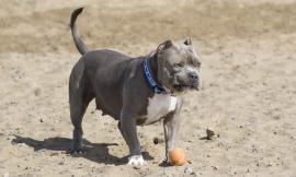 Civitanova, pitbull lasciato libero in spiaggia: timore fra i bagnanti