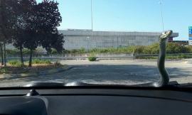 Civitanova, brutta sorpresa sul parabrezza: improvvisamente spunta un serpente