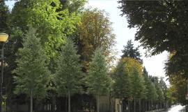 Macerata, viale Indipendenza si rinnova anche nel verde