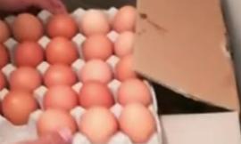 Uova al Fipronil, positivo test in un impianto di produzione di pasta fresca a Civitanova