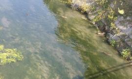 Civitanova, nutrie in zona stadio. Per colpa del Comune?