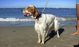 Civitanova, i cani finalmente riconquistano la spiaggia