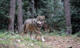 Good morning Sibillini, ecco il progetto di rilancio del Parco nazionale di Marche e Umbria