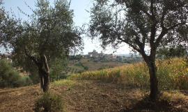 Domenica 29 ottobre Camminata tra gli olivi a Recanati