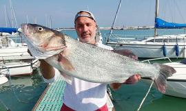 Civitanova, pescata una maxi spigola del peso di nove chili