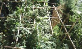 Avevano hashish e marijuana, due arresti: le indagini partite dalla scoperta di una piantagione lungo il fiume Musone