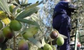 Montecassiano, uomo cade da una pianta: allertata l'eliambulanza