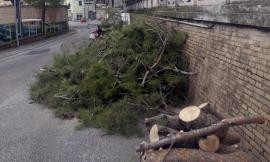 Tolentino, pericolo per l'incolumità pubblica: rimossi due alberi in via Nazionale e in viale della Repubblica