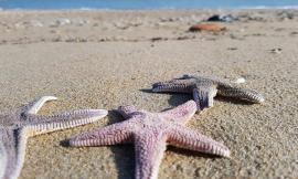 Civitanova, splendide stelle marine sulla spiaggia di Fontespina