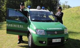 Scoperta dai Forestali a Muccia un'altra casetta di legno abusiva