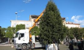 Civitanova, arrivato l'albero di Natale da Esine