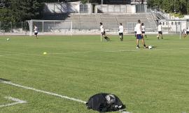 Tolentino calcio, aggiornamenti sulle operazioni di mercato