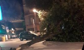 Tolentino, il forte vento fa cadere un albero in mezzo alla strada: ostruito viale Buozzi