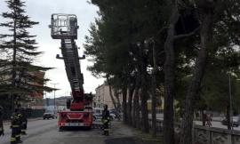 Tolentino, abbattuti due alberi pericolosi in via Nazionale