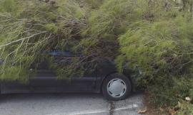 San Severino, vento forte abbatte alberi provocando danni alle auto in sosta
