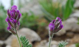 Ricercatori Unicam scoprono in Abruzzo una nuova specie di pianta