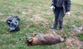 È un lupo appenninico l’animale investito dal treno in località Valle dei Grilli