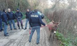 Macerata, traffico in tilt per... un asino in fuga: la polizia lo cattura vicino al palasport