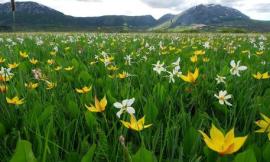 Botanica, Italia al primo posto per quantità di specie autoctone: lo svela una ricerca di Unicam