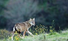 Unicam ospita una tappa dell'iniziativa “UniversItaly wolf tour