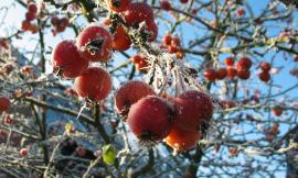 "Frutti invernali: una Riserva di speranza per il futuro" il 20 marzo all'Abbadia di Fiastra