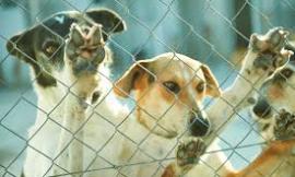 Incentivi per l'adozione di cane, la Lav: la legge non prevede denaro