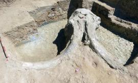 Unicam, il direttore del Museo delle Scienze nel team che studierà il Mammuthus meridionalis