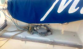 Civitanova, insolito nido di oche a bordo di una barca