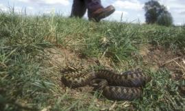 Morso da una vipera, 35enne all'ospedale