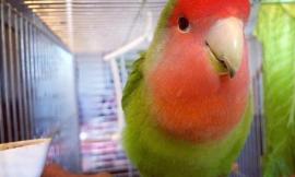Pappagallo smarrito a Macerata. La proprietaria: "Aiutatemi a trovare Pepe"