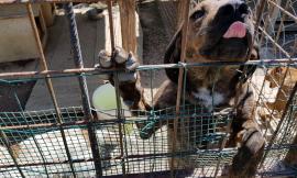 Aiuti agli animali terremotati: dopo Macerata il tour si conclude ad Arquata del Tronto
