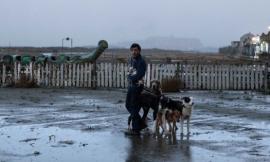 Al cinema Rossini da sabato 26 maggio "Solo: A Star Wars Story" e "Dogman"