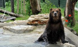 Il Bioparco accoglie tre cuccioli di orso bruno maltrattati in Albania