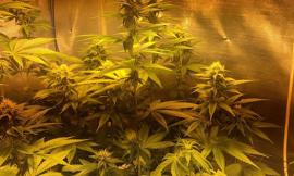 Brucia la marijuana per non farsi scoprire dalla polizia, ma l'odore gli costa l'arresto