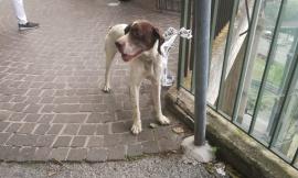 Macerata, cane legato ad una ringhiera ed affamato: salvato dalla Polizia Municipale