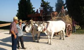 Da Fico la rievocazione della trebbiatura con la Pro Loco di Piediripa