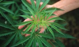 Cannabis Terapeutica, Movimento 5 Stelle: "La legge c'è ma Ceriscioli latita"