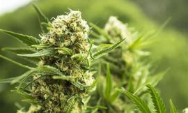 Uso terapeutico cannabis, Bisonni presenta un'interrogazione sui "tempi lunghi"  per applicazione legge