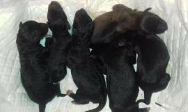 Macerata, cuccioli appena nati abbandonati davanti al canile
