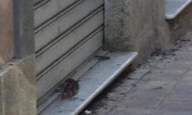 Grossi ratti e insetti pericolosi nel centro di Tolentino, il comitato di quartiere: "Serve un intervento urgente"