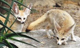 Al Bioparco di Roma sono nati quattro fennec