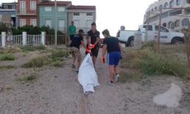 Delfino morto trovato sulla spiaggia di Porto Recanati (Foto)