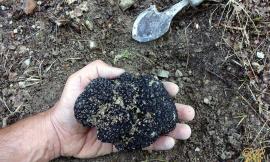 Taglia l'erba del giardino e trova un tartufo di 650 grammi