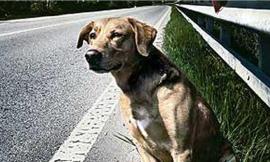 Tutela degli animali, il cane abbandonato ha il microchip: padrone condannato