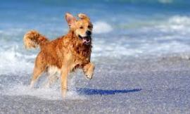 Cani di grossa taglia liberi sulle spiagge: i cittadini si lamentano