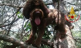 Macerata, cagnolina bloccata su un albero a 10 metri da terra: recuperata dai pompieri