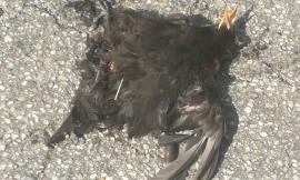 Strage di rondini e altri animali vicino alla Orim: grande preoccupazione nei cittadini