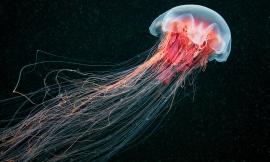 Meduse giganti presto sulle spiagge italiane? Nell’Adriatico la super-medusa tornata dal passato