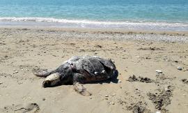 Civitanova, tartaruga di oltre un metro trovata morta in spiaggia