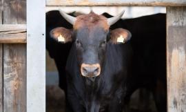 Pieve Torina, inaugura il nuovo allevamento BIO di alta qualità